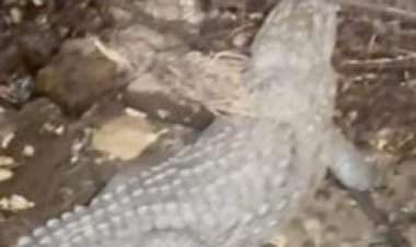 शादी में दावत खाने आ घुसे मिस्टर मगरमच्छ,मच गई अफरा तफरी,रस्सी से बांधकर तालाब में छोडा