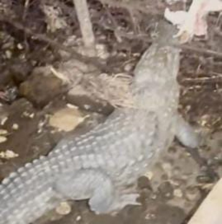 शादी में दावत खाने आ घुसे मिस्टर मगरमच्छ,मच गई अफरा तफरी,रस्सी से बांधकर तालाब में छोडा