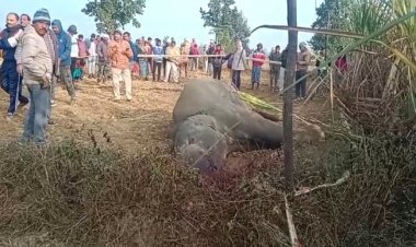 करंट के चपेट में आने से नर हाथी की मौत