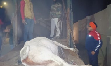 गौ माता की स्थिति में सुधार न होने पर ट्रॉमा सेंटर भिजवाया गया ,