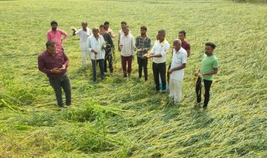 ओलावृष्टि से खड़ी फसल को नुकसान, विधायक ने अधिकारीयों को दिये खेतो में पहुँचने के निर्देश