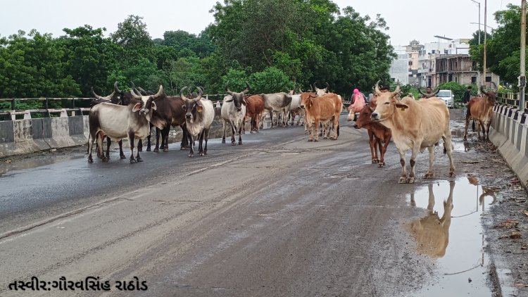 કપડવંજ પાલિકા તંત્રના રાજમાં રખડતી ગાયોનો ત્રાસ