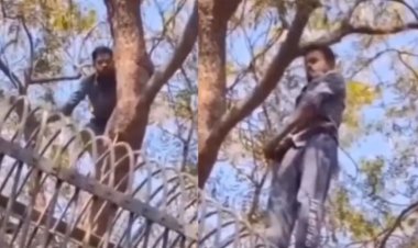 Video: गर्लफ्रेंड को 'Turu Love' दिखाना पड़ा भारी, बिना डरे बाघ के पिंजरे में चढ़ गया आशिक; फिर जो हुआ देख खड़े हो जाएंगे रोंगटे!