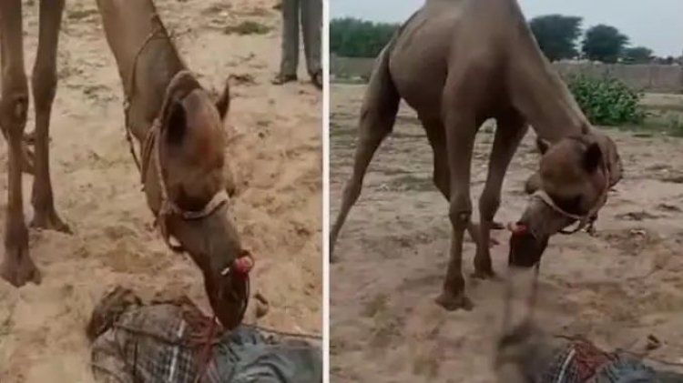 ऊंट ने मालिक का सिर जबड़े में फंसाकर तरबूज की तरह तोड़ दिया, 10 सेकंड में ही मौत.खौफनाक था मंजर.