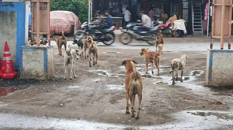 अचानक दौड़ाकर लोगों को काटने लगा कुत्ता, 11 बच्चों समेत 30 को काटा तो एक्शन में आया प्रशासन