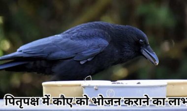 Pitru Paksha 2025 : श्राद्ध पक्ष में कौए, कुत्ते और गाय को भोजन का अंश देने से होते हैं ये लाभ
