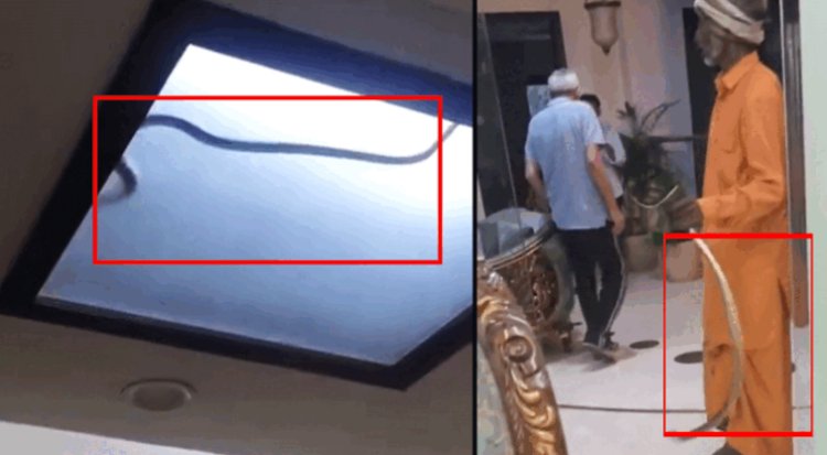 नोएडा में 5 फीट लंबे कोबरा की गजब दहशत! 36 घंटे घर में कैद रहा चौधरी परिवार, जानिए कैसे बची जान