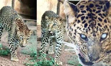 सिर में 35-40 छर्रे, आंखें फूटीं, डिप्रेशन... फिर भी घायल ‘इंदर’ ने पूरा बाड़ा सूंघकर याद कर लिया