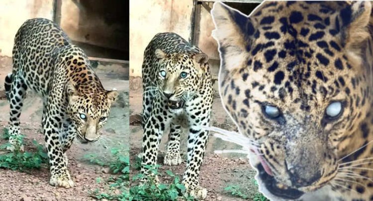 सिर में 35-40 छर्रे, आंखें फूटीं, डिप्रेशन... फिर भी घायल ‘इंदर’ ने पूरा बाड़ा सूंघकर याद कर लिया